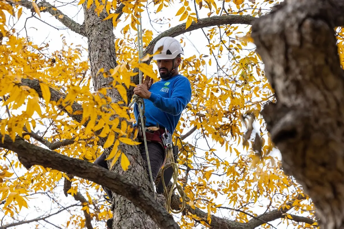 Skilled Storm Damage Cleanup crew working in Lefor